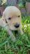 Golden Retriever Puppies for sale in Sulphur Springs, TX 75482, USA. price: NA