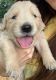 Golden Retriever Puppies for sale in Sulphur Springs, TX 75482, USA. price: $1,500