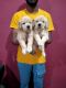 Golden Retriever Puppies for sale in Karad, Maharashtra, India. price: NA