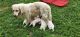 Golden Retriever Puppies for sale in Jackson, OH 45640, USA. price: $100,000