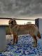 Golden Retriever Puppies for sale in Atul, Gujarat, India. price: 35000 INR