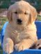 Golden Retriever Puppies for sale in Columbus, OH, USA. price: $1,200