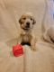 Golden Retriever Puppies for sale in Corsicana, TX, USA. price: $1,000