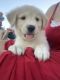 Golden Retriever Puppies for sale in Dodge City, KS 67801, USA. price: NA