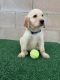 Golden Retriever Puppies for sale in Palmdale, CA, USA. price: $1,100