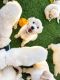 Golden Retriever Puppies for sale in Mesa, AZ, USA. price: NA