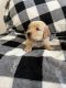 Golden Retriever Puppies for sale in Forsyth County, GA, USA. price: NA