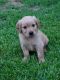 Golden Retriever Puppies for sale in Eunice, NM 88231, USA. price: $1,200
