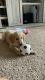 Golden Retriever Puppies for sale in South Bay, CA, USA. price: NA