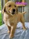 Golden Retriever Puppies for sale in Newaygo, MI 49337, USA. price: $650