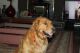 Golden Retriever Puppies for sale in Emmett, ID 83617, USA. price: $800
