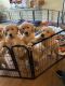 Golden Retriever Puppies for sale in Manteca, CA, USA. price: $18,000