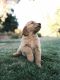Golden Retriever Puppies for sale in Fallbrook, CA 92028, USA. price: NA