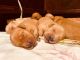 Golden Retriever Puppies for sale in North Platte, NE 69101, USA. price: $1,800