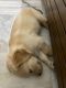 Golden Retriever Puppies for sale in Nayagaon, Chandigarh 160103, India. price: 14000 INR