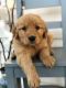 Golden Retriever Puppies for sale in Bellevue, WA, USA. price: $820