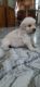Golden Retriever Puppies for sale in Patiala, Punjab, India. price: NA