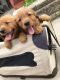 Golden Retriever Puppies for sale in Dornsife, PA 17823, USA. price: NA
