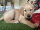 Golden Retriever Puppies for sale in Moreno Valley, CA 92551, USA. price: NA