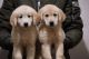 Golden Retriever Puppies for sale in Kharadi, Pune, Maharashtra, India. price: 28000 INR