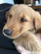 Golden Retriever Puppies for sale in Waterford, ME 04088, USA. price: $1,600