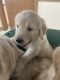 Golden Retriever Puppies for sale in Licking County, OH, USA. price: NA