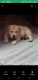 Golden Retriever Puppies for sale in Asansol, West Bengal, India. price: NA