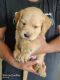 Golden Retriever Puppies for sale in Ozone Urbana Pavilion, Kannamangala, Karnataka 562157, India. price: 16000 INR