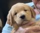 Golden Retriever Puppies for sale in 6527 Field Sparrow Glen, Lakewood Ranch, FL 34202, USA. price: NA