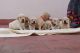 Golden Retriever Puppies for sale in Alwarpet, Chennai, Tamil Nadu, India. price: 5000 INR