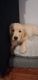 Golden Retriever Puppies for sale in Pottsville, PA 17901, USA. price: NA