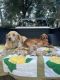 Golden Retriever Puppies for sale in Athens, AL, USA. price: NA