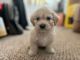 Golden Doodle Puppies for sale in Playa Del Rey, CA 90291, USA. price: NA