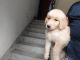 Golden Retriever Puppies for sale in 202, Postal Park Rd, Arunachal Park, Bansdroni, Kolkata, West Bengal 700070, India. price: 11000 INR