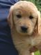 Golden Retriever Puppies for sale in Wisconsin Rapids, WI, USA. price: $75,000