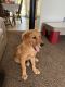Golden Retriever Puppies for sale in Wyoming, MI, USA. price: $600