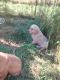 Golden Retriever Puppies for sale in Tacoma, WA 98467, USA. price: NA
