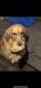 Golden Retriever Puppies for sale in Morgan City, LA 70380, USA. price: $700