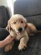 Golden Retriever Puppies for sale in Waterford, ME 04088, USA. price: $1,200