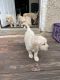Golden Retriever Puppies for sale in Chicago, IL, USA. price: $1,000
