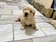 Golden Retriever Puppies for sale in Hisar, Haryana, India. price: 19000 INR