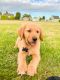 Golden Retriever Puppies for sale in Tacoma, WA, USA. price: NA