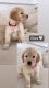 Golden Retriever Puppies for sale in Westgate, NY 14624, USA. price: $1,500