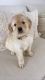 Golden Retriever Puppies for sale in Westgate, NY 14624, USA. price: NA