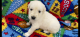 Golden Retriever Puppies for sale in Clyde, NY 14433, USA. price: NA