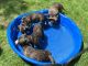 Golden Retriever Puppies for sale in Lawrenceville, GA, USA. price: $300