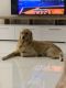 Golden Retriever Puppies for sale in Hialeah, FL 33012, USA. price: NA