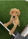 Golden Retriever Puppies for sale in Louisville, KY, USA. price: $1,800