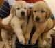 Golden Retriever Puppies for sale in Ananthanagar Main Road, MAHENDRA AARNA, Sai Sarana Layout, Phase 1, Kammasandra, Electronic City, Bengaluru, Karnataka 560100, India. price: NA