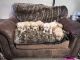 Golden Retriever Puppies for sale in Paris, TX 75460, USA. price: $800